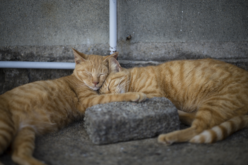 f:id:fubirai:20160103222913j:image