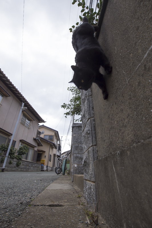 f:id:fubirai:20160203222603j:image