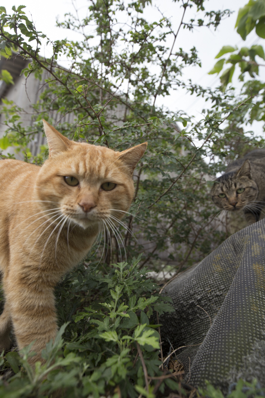 f:id:fubirai:20160208224353j:image