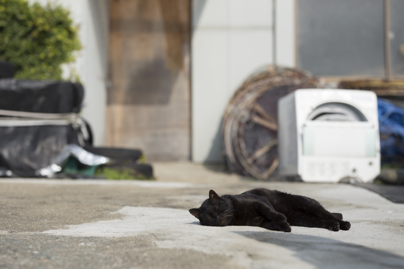 f:id:fubirai:20160226230001j:image