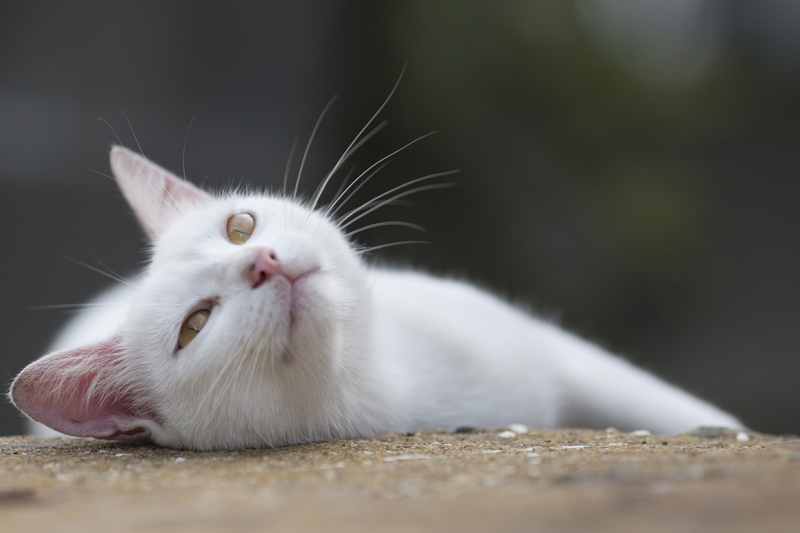 f:id:fubirai:20160307232242j:image