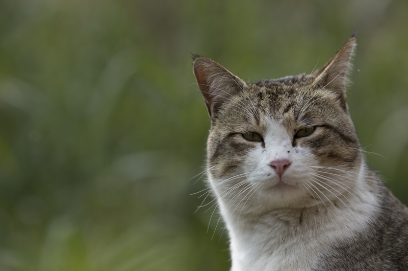 f:id:fubirai:20160307232245j:image