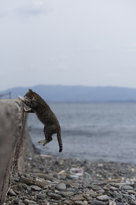 f:id:fubirai:20160325224348j:image