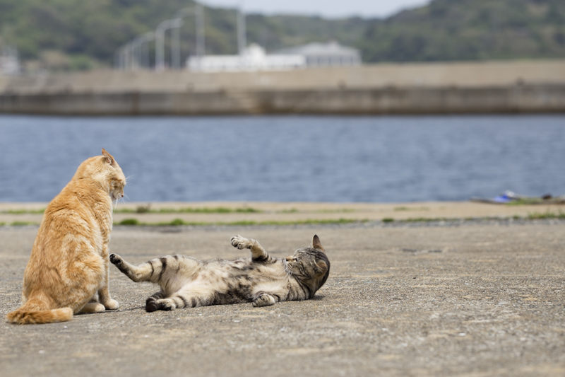 f:id:fubirai:20160502223352j:image