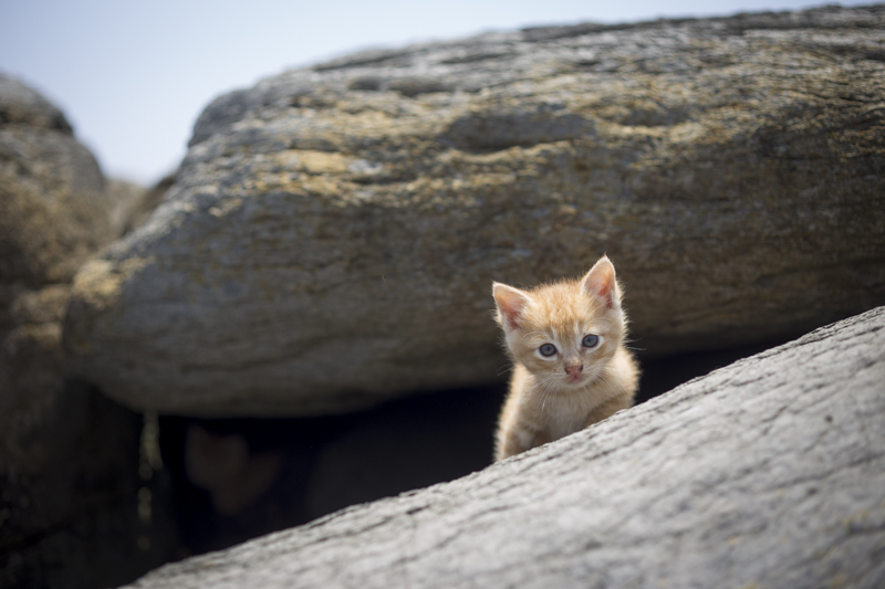 f:id:fubirai:20160604224913j:image