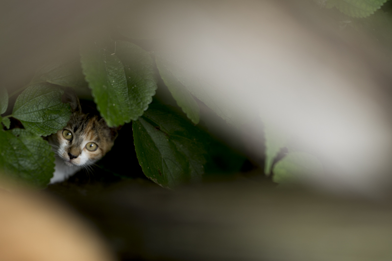 f:id:fubirai:20160606222655j:image