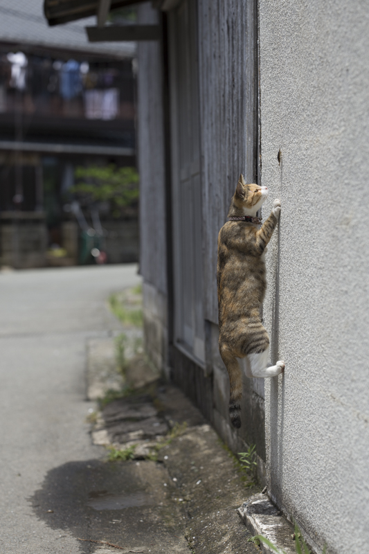 f:id:fubirai:20160624224723j:image