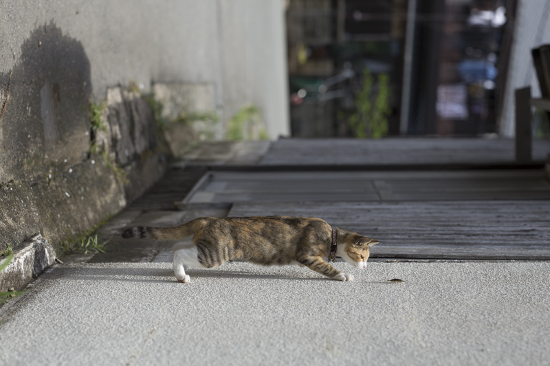 f:id:fubirai:20160624224724j:image