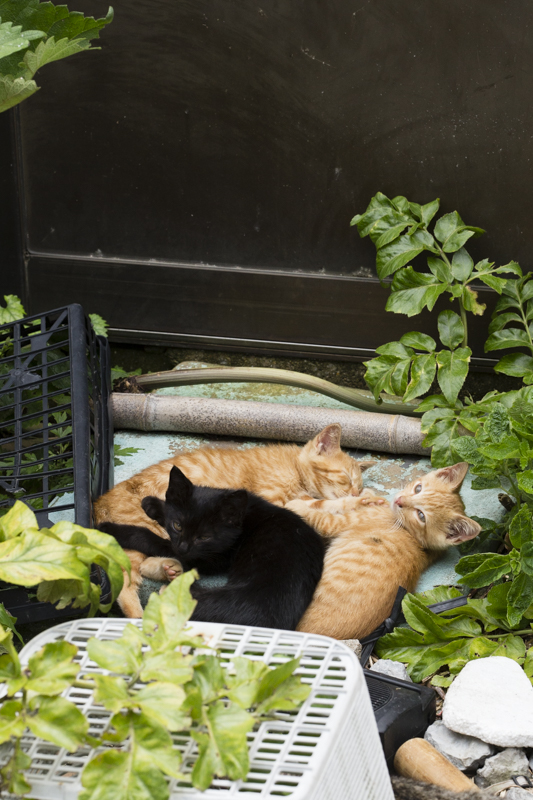 f:id:fubirai:20160630231310j:image