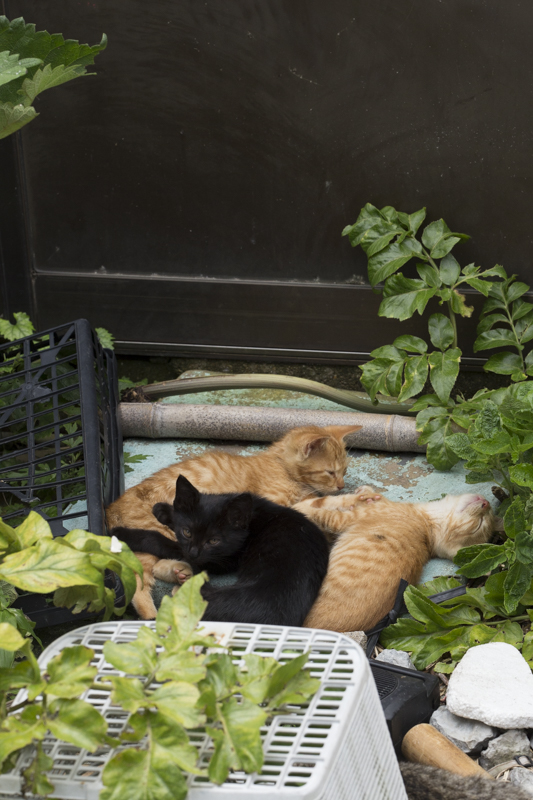 f:id:fubirai:20160630231311j:image