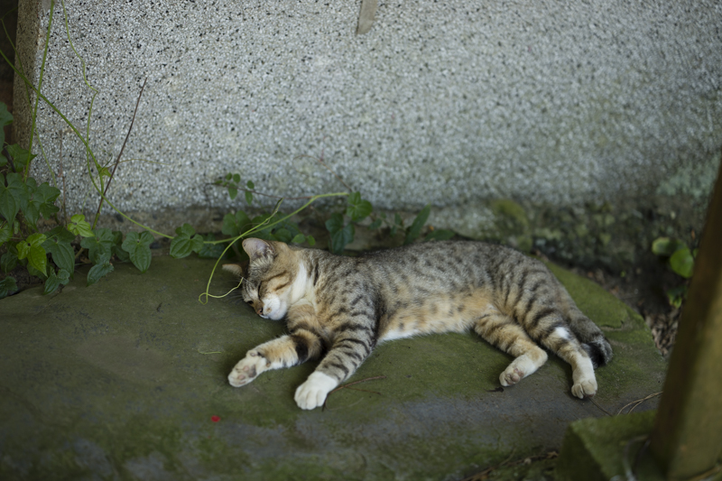 f:id:fubirai:20160820214902j:image