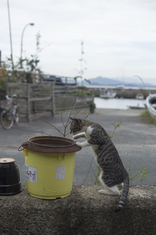 f:id:fubirai:20161223221316j:image