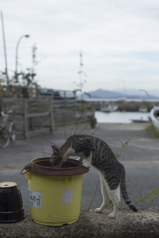 f:id:fubirai:20161223221317j:image