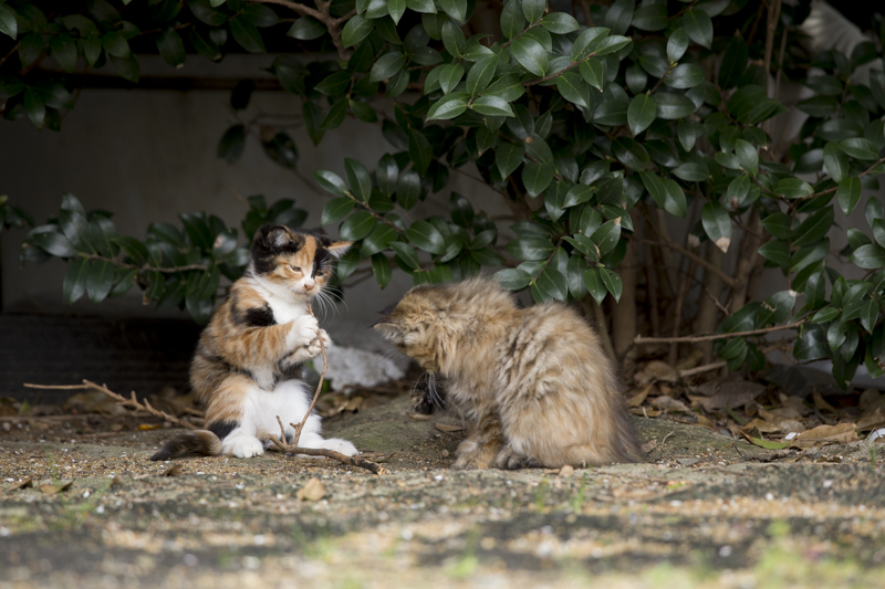 f:id:fubirai:20170115215840j:image