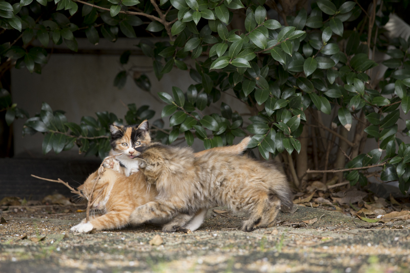 f:id:fubirai:20170115215841j:image