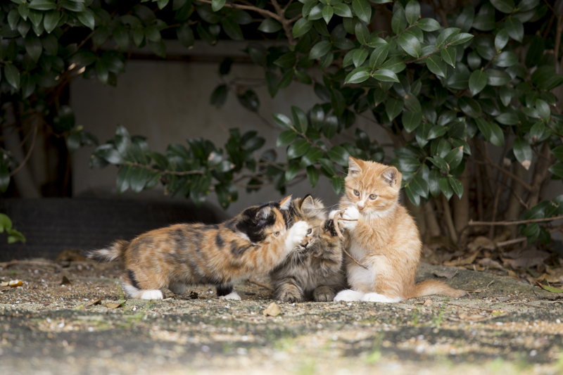 f:id:fubirai:20170115215843j:image