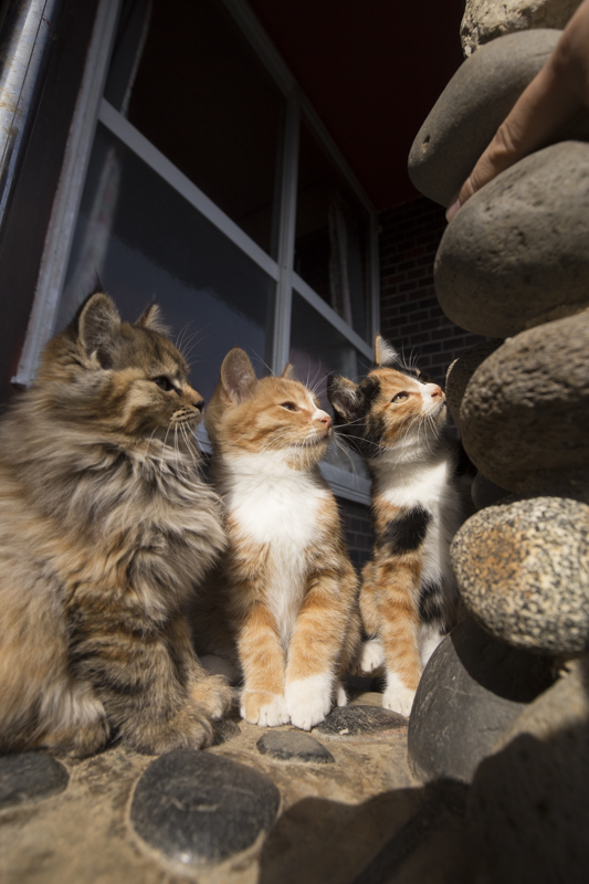 f:id:fubirai:20170123222219j:image