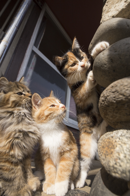 f:id:fubirai:20170123222220j:image