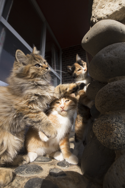 f:id:fubirai:20170123222221j:image