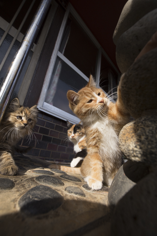 f:id:fubirai:20170123222222j:image