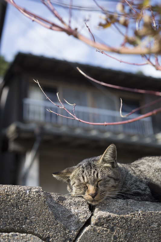 f:id:fubirai:20170413224159j:image