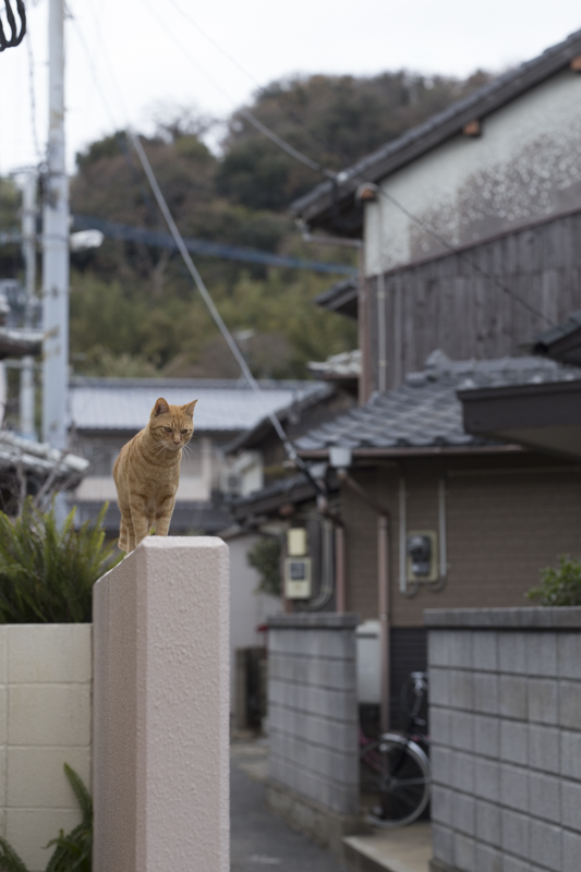 f:id:fubirai:20170427213318j:image