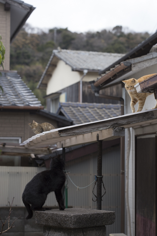 f:id:fubirai:20170427213321j:image
