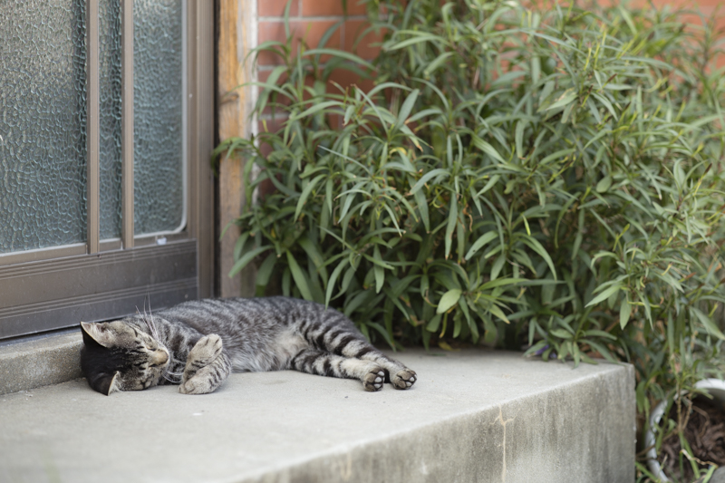 f:id:fubirai:20170808225931j:image