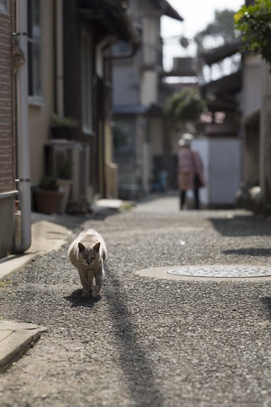 f:id:fubirai:20170920225220j:image