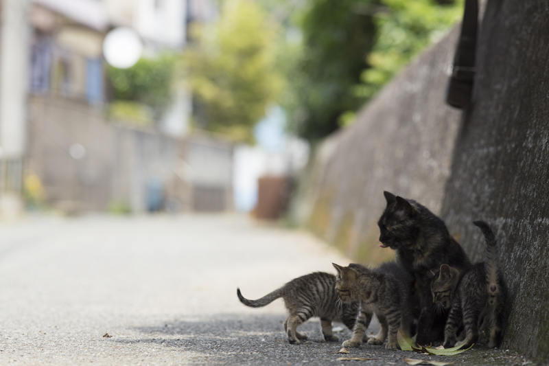 f:id:fubirai:20170928221330j:image