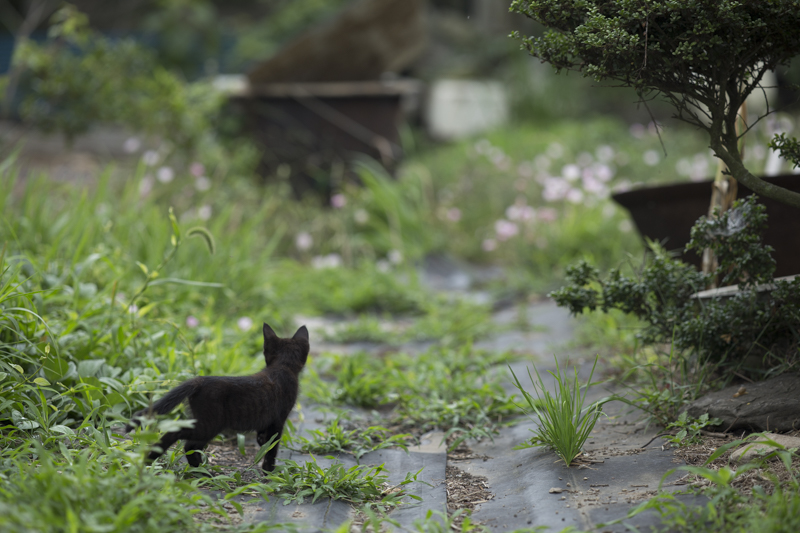 f:id:fubirai:20171101224044j:image