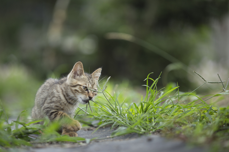 f:id:fubirai:20171101224046j:image