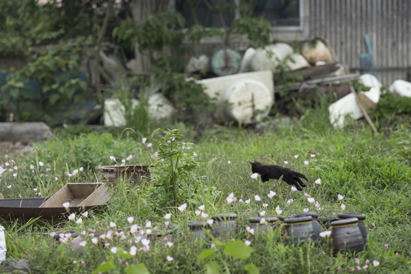 f:id:fubirai:20171101224047j:image