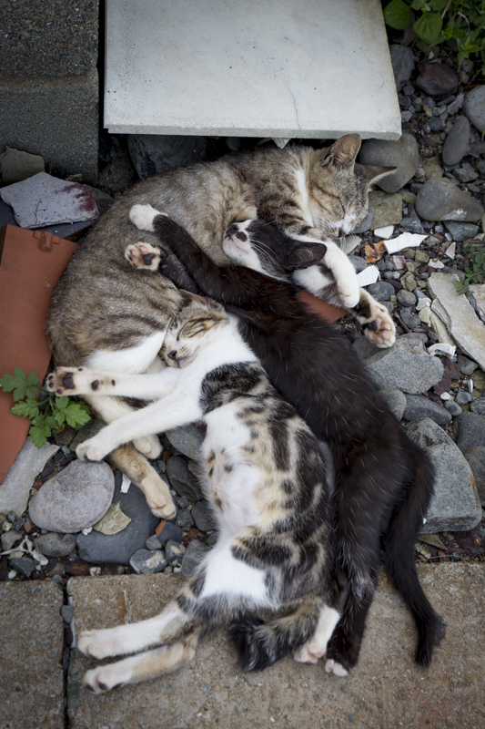 f:id:fubirai:20171109230151j:image