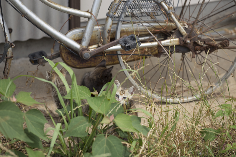 f:id:fubirai:20171113231846j:image