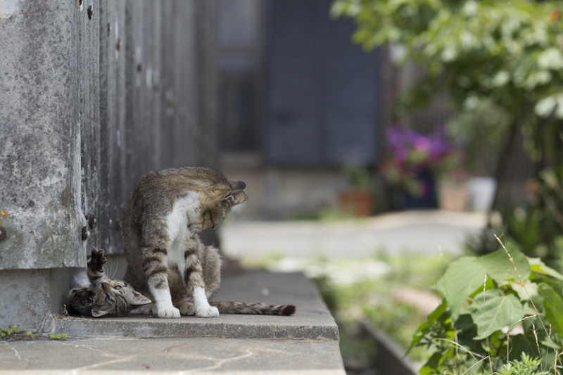 f:id:fubirai:20171113231852j:image