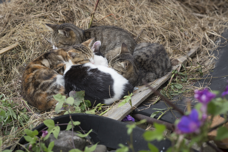 f:id:fubirai:20171117232122j:image