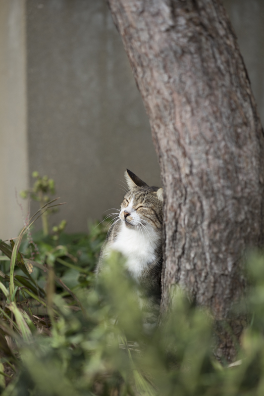 f:id:fubirai:20171119231712j:image