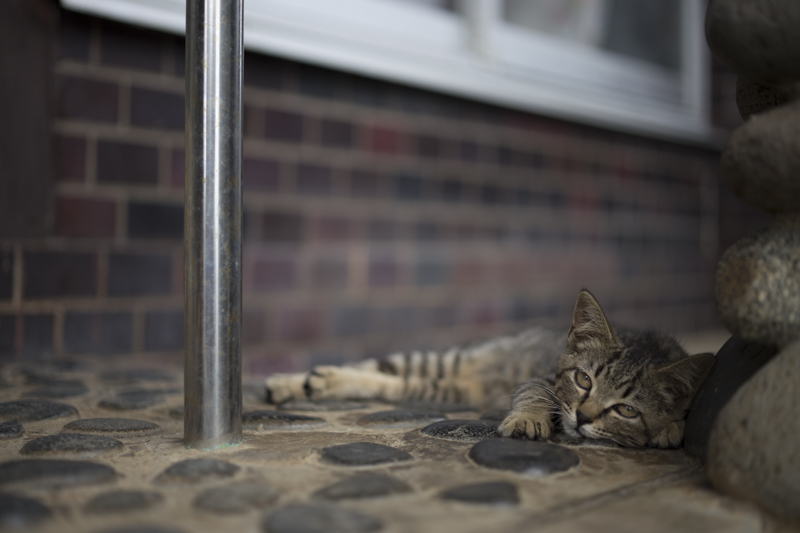 f:id:fubirai:20171121230624j:image