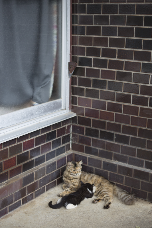 f:id:fubirai:20171127232645j:image