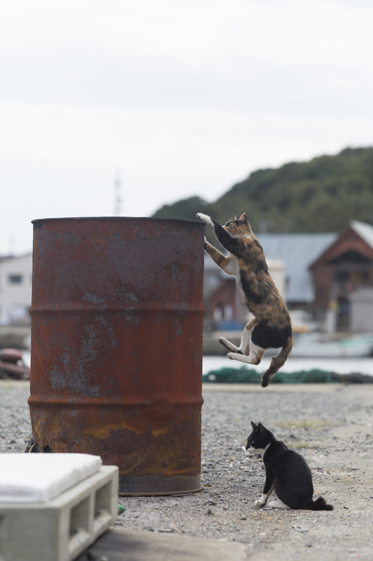 f:id:fubirai:20171213224355j:image