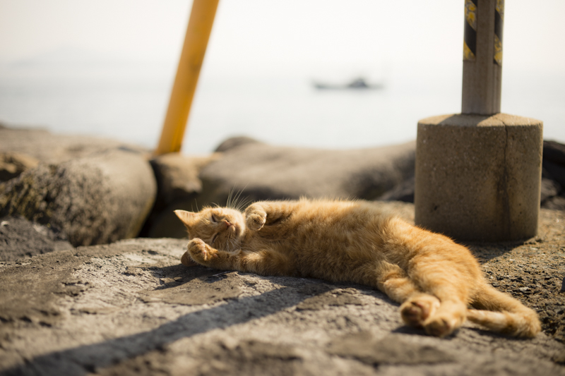 f:id:fubirai:20171231220358j:image