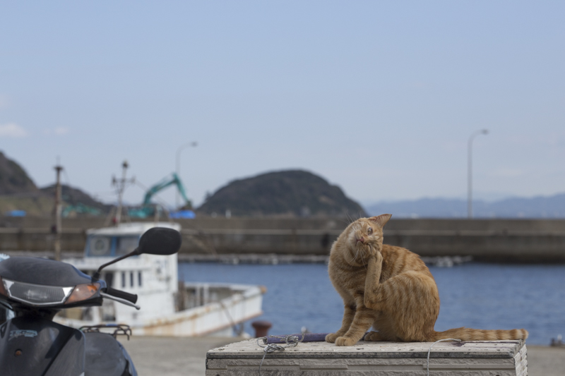 f:id:fubirai:20180201223930j:image