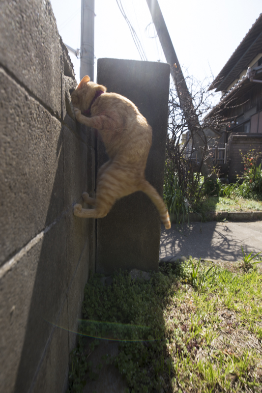 f:id:fubirai:20180309224304j:image