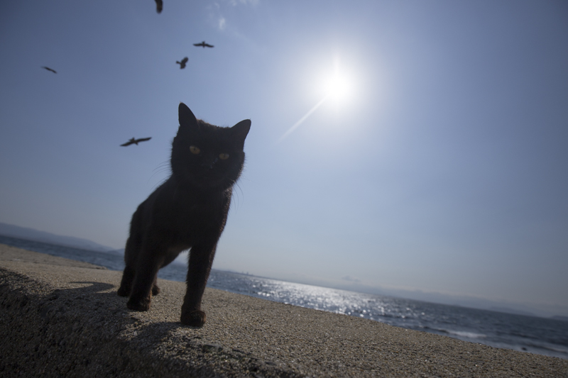 f:id:fubirai:20180315224604j:image