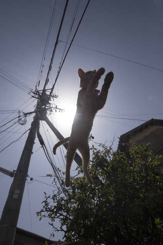f:id:fubirai:20180424225013j:image