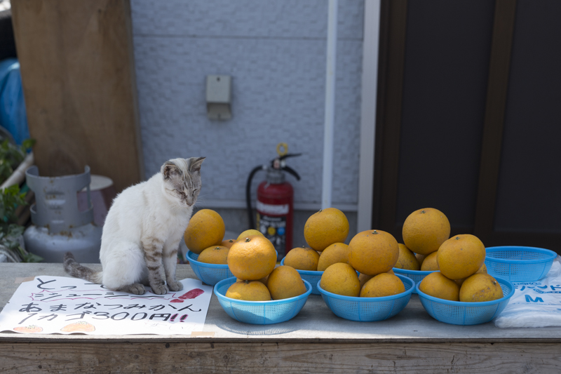f:id:fubirai:20180428225714j:image