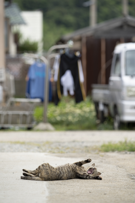 f:id:fubirai:20180615225151j:image