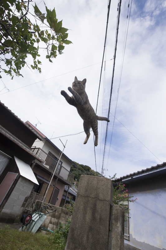 f:id:fubirai:20180617224903j:image