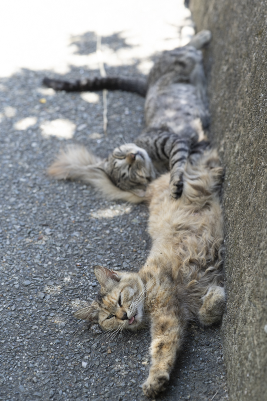 f:id:fubirai:20180816215520j:image